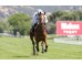 Carrera: P.Primer Paso Caballo: Arzua Monta: V.Janacek